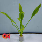 Echinodorus Peruensis